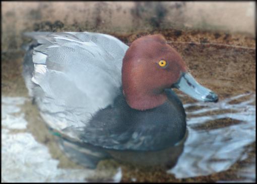Bird Id Part 2.5-red.jpg
