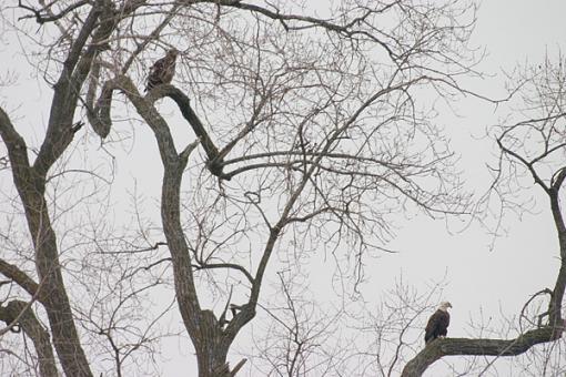 Bird Id Part 2.5-crw_9081.jpg