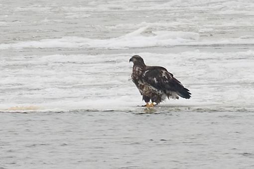 Bird Id Part 2.5-crw_9076.jpg