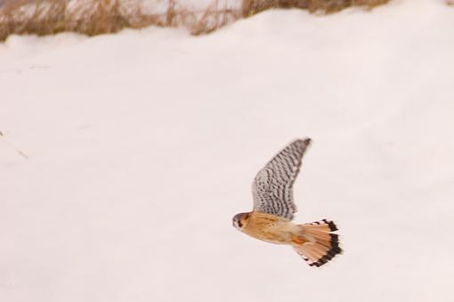 Bird Id Part 2.5-crw_9070.jpg