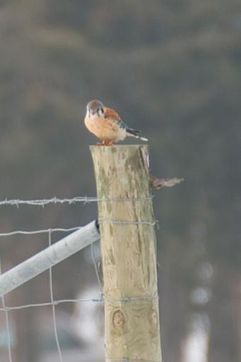 Bird Id Part 2.5-crw_9072.jpg