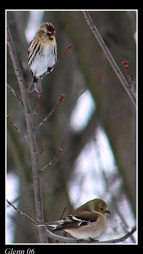 Bird Id Part 2.5-2birds-web.jpg