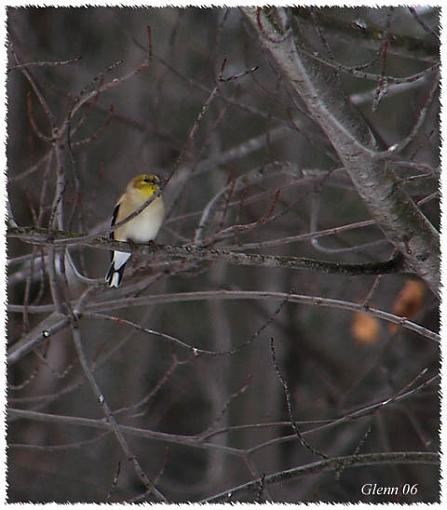 Bird Id Part 2.5-100_4261web.jpg