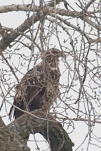 Bird Id Part 2.5-crw_9092.jpg