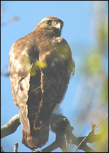 Bird Id Part 2.5-raptor.jpg