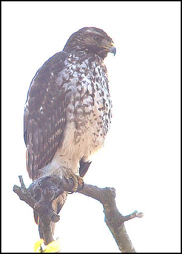 Bird Id Part 2.5-raptor2.jpg