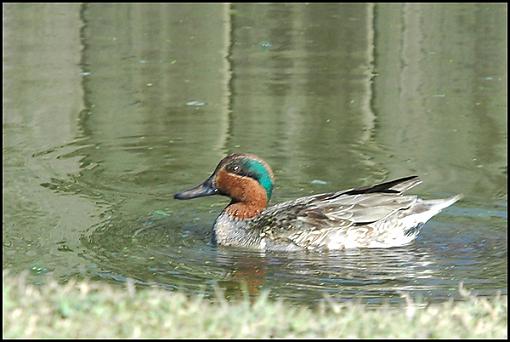 Bird Id Part 2.5-green.jpg