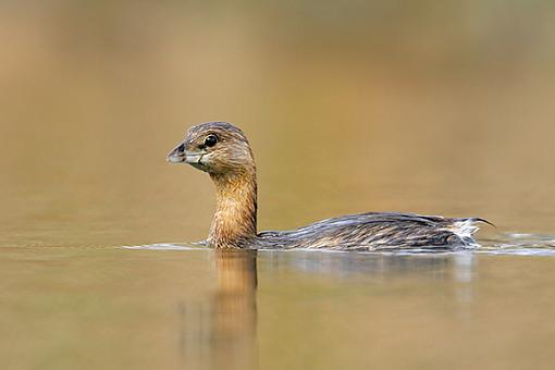 Grebe-_mg_4179-600.jpg