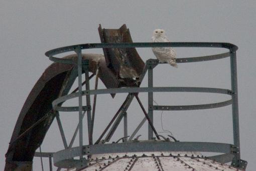 Click image for larger version. 

Name:	snowy owl1.jpg 
Views:	104 
Size:	128.0 KB 
ID:	21916