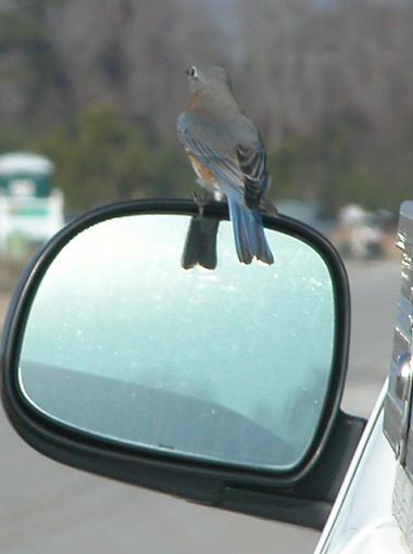 Unusual Bluebird Behavior-bluebird-002-pr.jpg