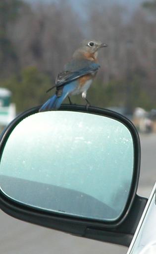 Unusual Bluebird Behavior-bluebird-004-pr.jpg