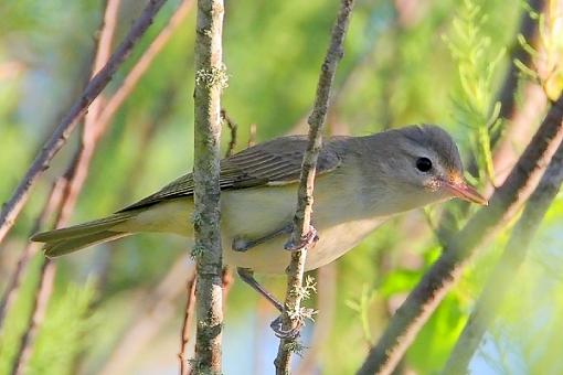 Bird Id Part 3-42665605.jpg