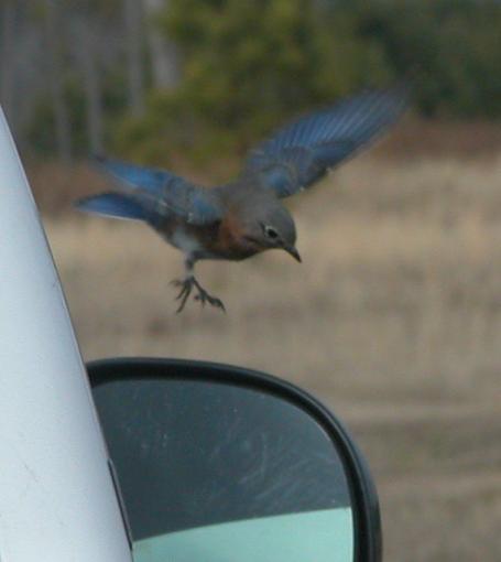 Unusual Bluebird Behavior-bluebird-007-pr.jpg