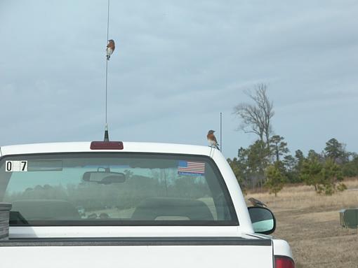 Unusual Bluebird Behavior-bluebird-010-pr.jpg