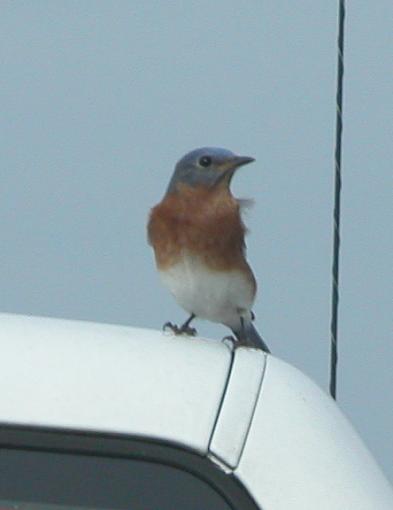 Unusual Bluebird Behavior-bluebird-012-pr.jpg