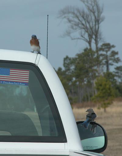 Unusual Bluebird Behavior-bluebird-013-pr.jpg