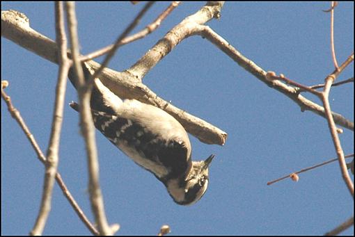 Bird Id Part 3-downy2.jpg