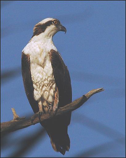 Bird Id Part 3-o90.jpg