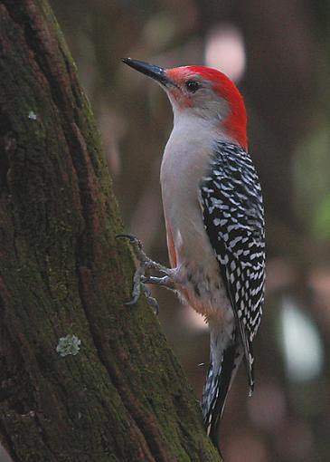 Bird Id Part 3-redb.jpg
