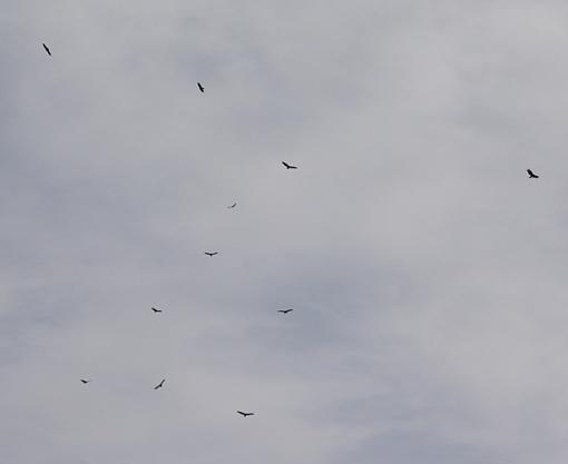 Unusual Bluebird Behavior-turkey-vultures-001-pr.jpg