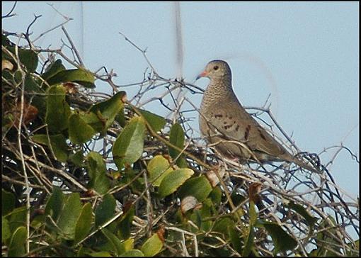 Bird Id Part 3-dove.jpg