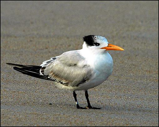 Bird Id Part 3-tern.jpg