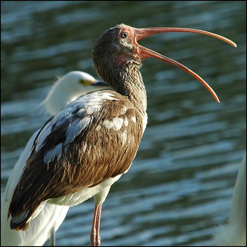 Bird Id Part 3-ibis.jpg