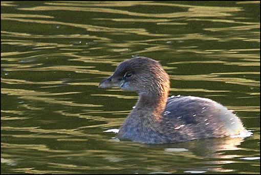 Bird Id Part 3-pied.jpg