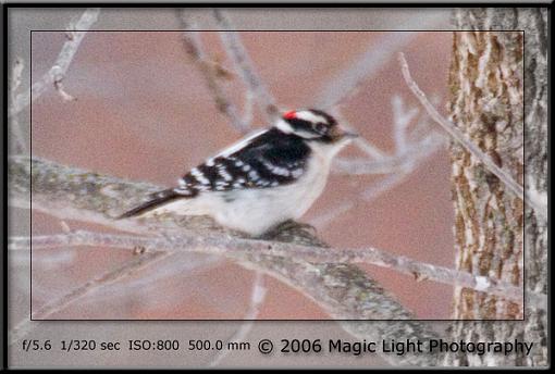 Bird Id Part 3-crw_9614-copy.jpg