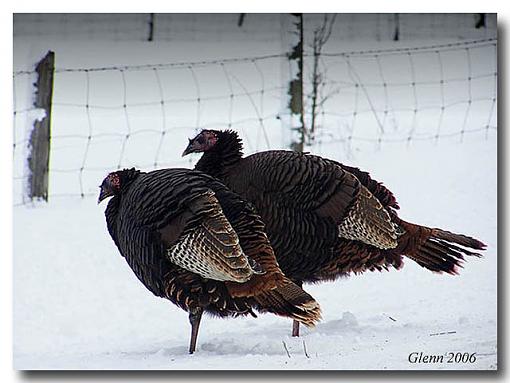 Bird Id Part 3-sisters-web.jpg