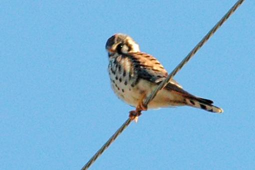 Bird ID Pt. IV-k.jpg