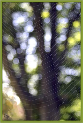 Woodland Web-woodwebao.jpg