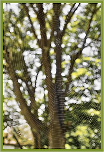 Woodland Web II-woodwebbb.jpg