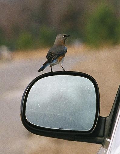 More Bluebirds...-f-034-16-crop.jpg