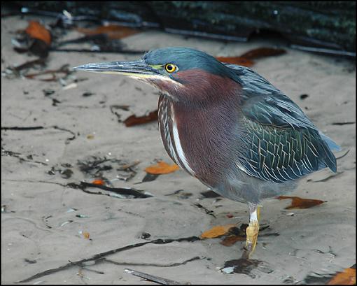 Bird ID Pt. IV-gh.jpg