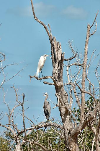 Rio Lagartos -- Herons and Egrets-dsc_0390_mex0600205_riolagartos_h-e1.jpg