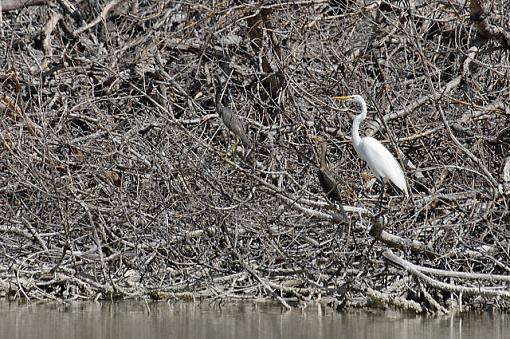 Rio Lagartos -- Herons and Egrets-dsc_0357_mex0600205_riolagartos_h-e3.jpg