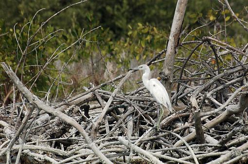 Rio Lagartos -- Herons and Egrets-dsc_0387_mex0600205_riolagartos_h-e4.jpg