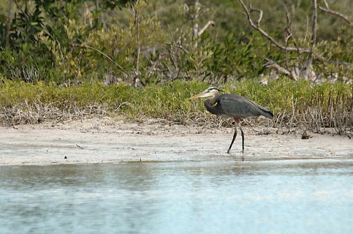 Rio Lagartos -- Herons and Egrets-dsc_0395_mex0600205_riolagartos_h-e5.jpg