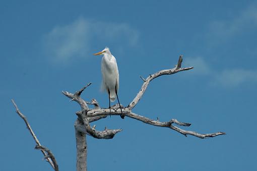 Rio Lagartos -- Herons and Egrets-dsc_0399_mex0600205_riolagartos_h-e6.jpg