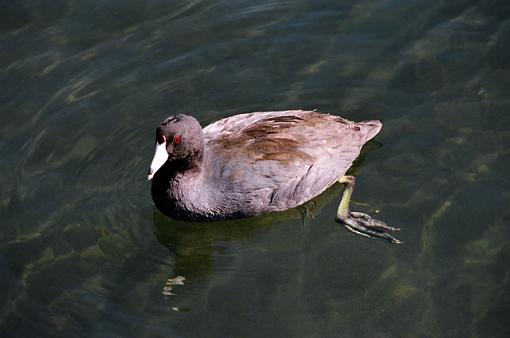 Some Bird Shots From Myrtle Beach-f-035-11-pr.jpg