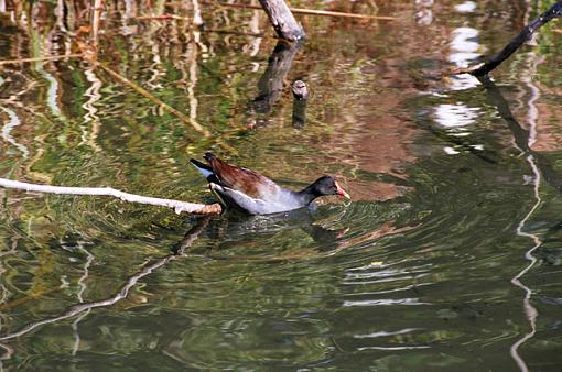 Some Bird Shots From Myrtle Beach-f-035-13-pr.jpg