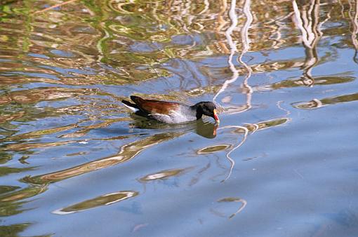 Some Bird Shots From Myrtle Beach-f-035-14-pr.jpg