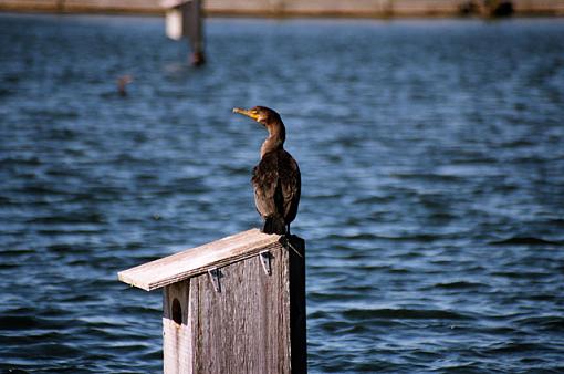 Some Bird Shots From Myrtle Beach-f-035-24-pr.jpg