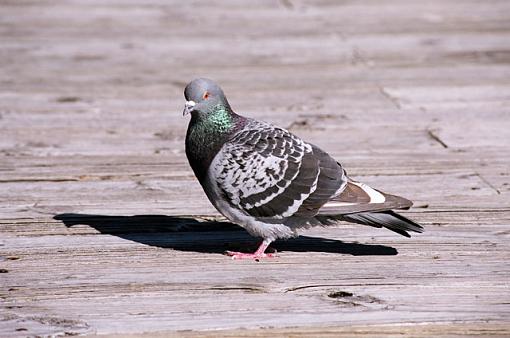 Rats With Wings-f-035-19-pr.jpg