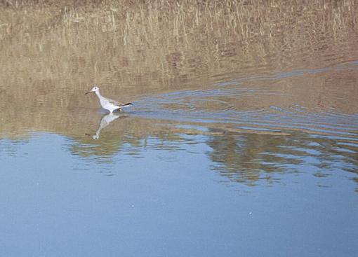 Rats With Wings-f-037-10-pr.jpg