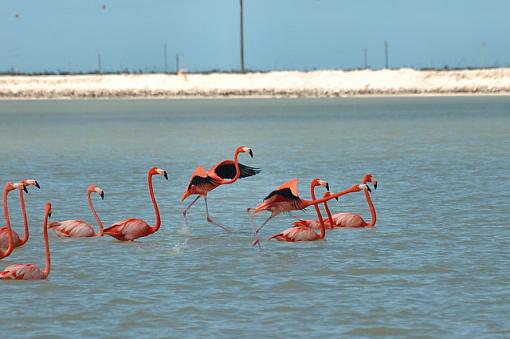 Ria Lagartos:Then there were the Flamingos!-dsc_0453_mex0600205_riolagartos_small1.jpg