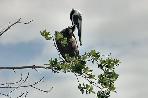 Preening Session-dsc_0408_mex0600205_riolagartos.jpg