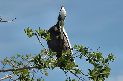 Preening Session-dsc_0409_mex0600205_riolagartos.jpg
