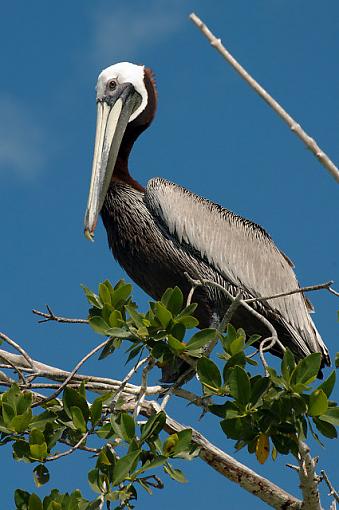 Preening Session-dsc_0416_mex0600205_riolagartos.jpg